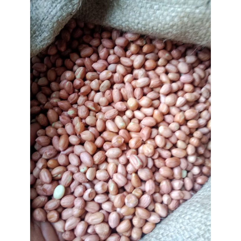 

KACANG TANAH/Kg