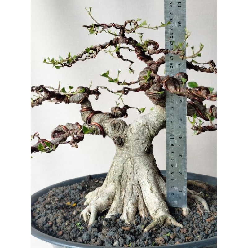 bonsai kimeng program akar