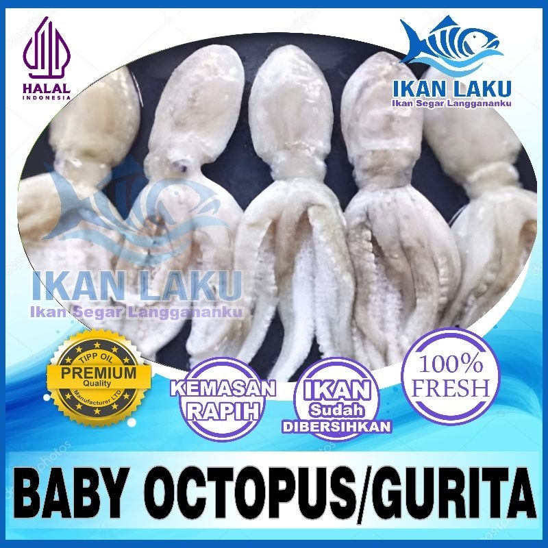 

GURITA DAN BABY OCTOPUS {CIKARANG-TAMBUN} FRESH TERMURAH BERGARANSI IKAN LAKU IKAN SEGAR IKAN BEKU