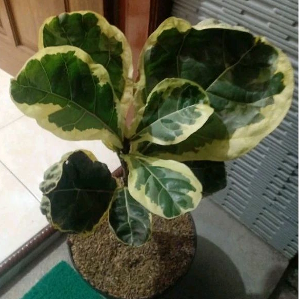 TANAMAN HIAS KETAPANG BIOLA CANTIK, Ketapang Biola Varigata