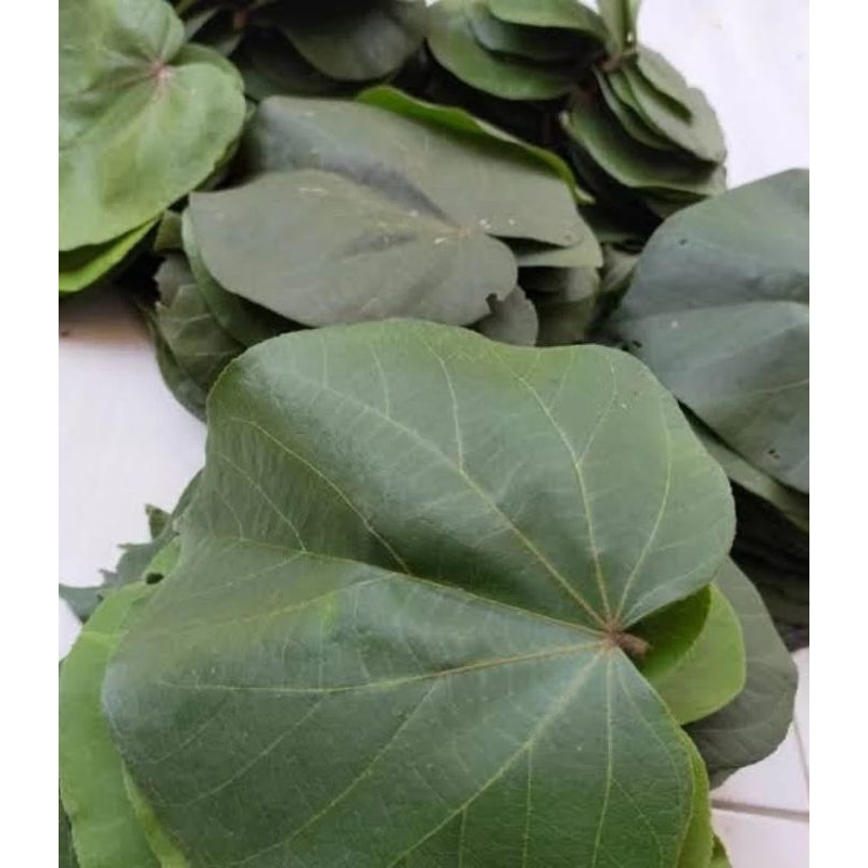 

daun waru segar obat herbal isi 100 lembar