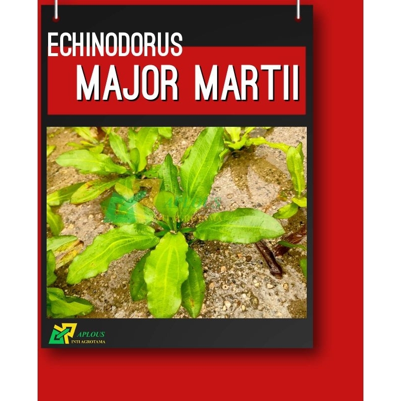 Echinodorus Major Martii Tanaman Hiasan Aquarium