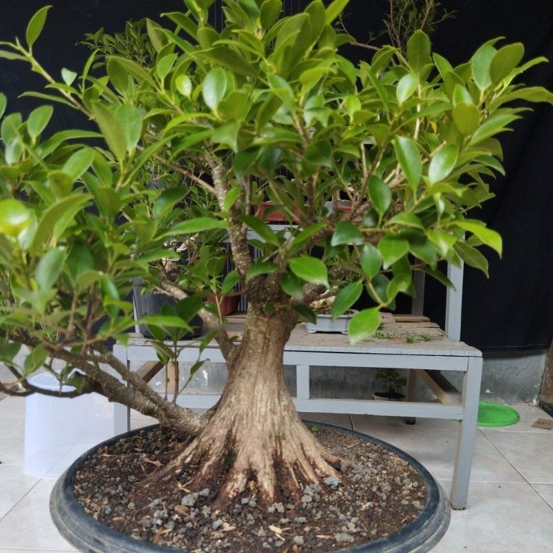 bahan bonsai kimeng prokar
