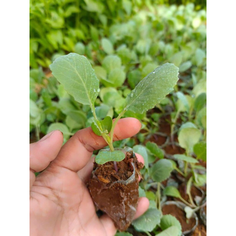 Bibit Sayur Kol Kubis Siap Tanam