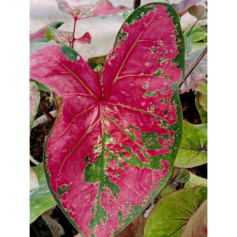 keladi/caladium merah h37 mutasi