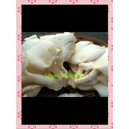 

Jamur Tiram 250 gram KIRIM INSTANT