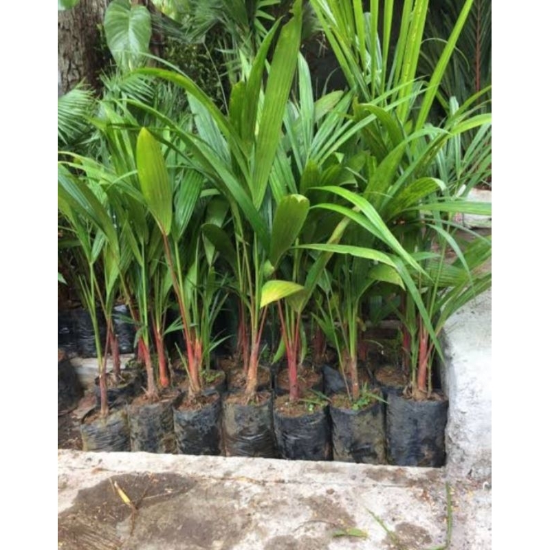 Pohon palem merah tinggi 40-50cm