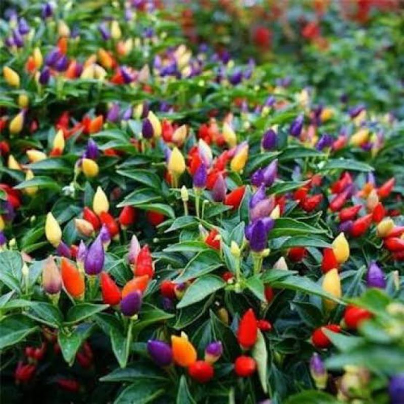 Cabe Pelangi Sudah Berbuah Siap Panen ( Pedas)