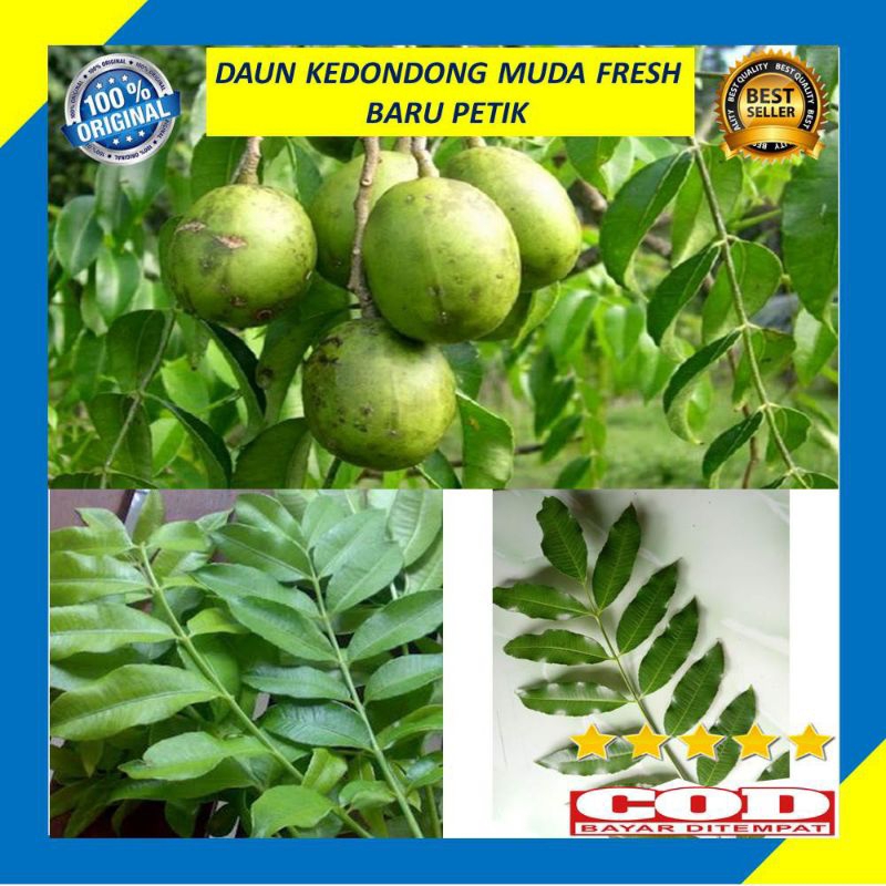 

Daun kedondong fresh langsung petik pohon per helai