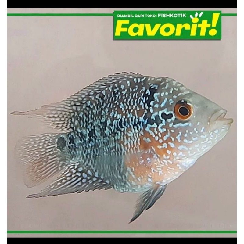 Louhan Bonsai SRD Ikan Hias Predator Hiasan Aquarium Aquascape Tanaman