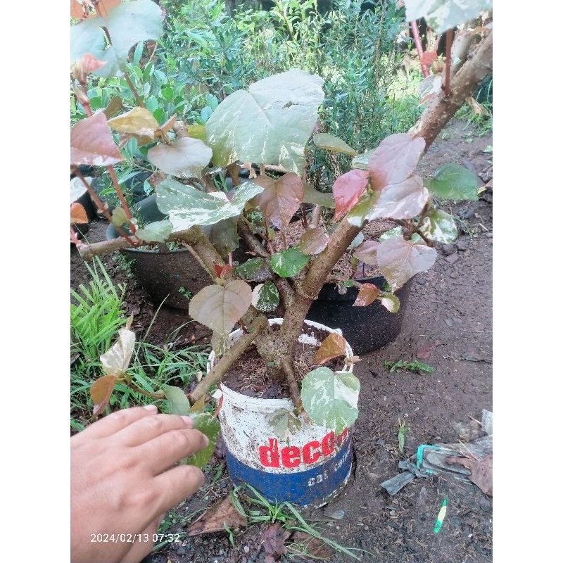 bahan bonsai waru merah varigata cangkok