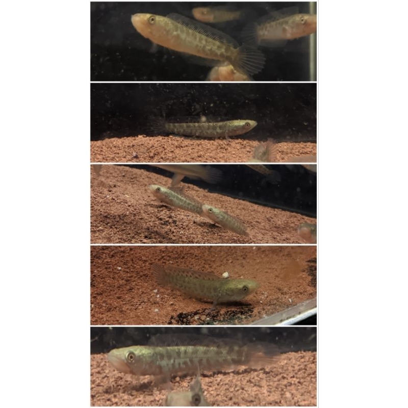 Auranti CB 4-6CM marking/ bar mantep mantep, gondrong gondrong