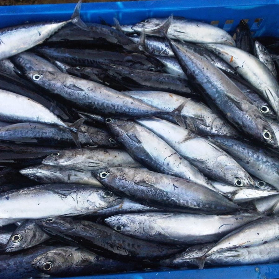 

Ikan Deho / Ikan Tongkol 10kg