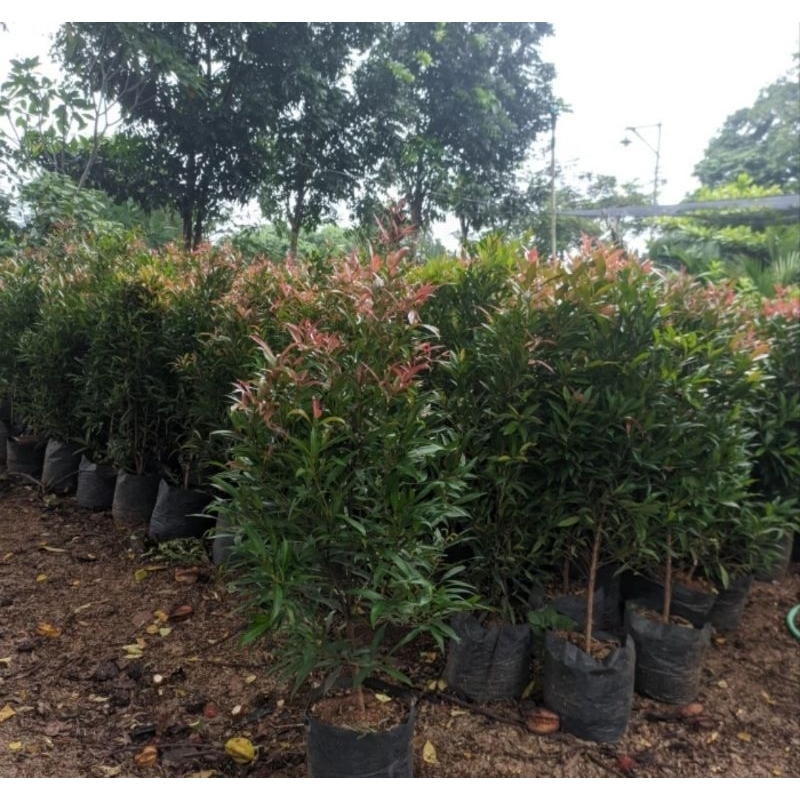 Pucuk merah - tanaman hias untuk pagar pucuk merah tinggi 80-100cm