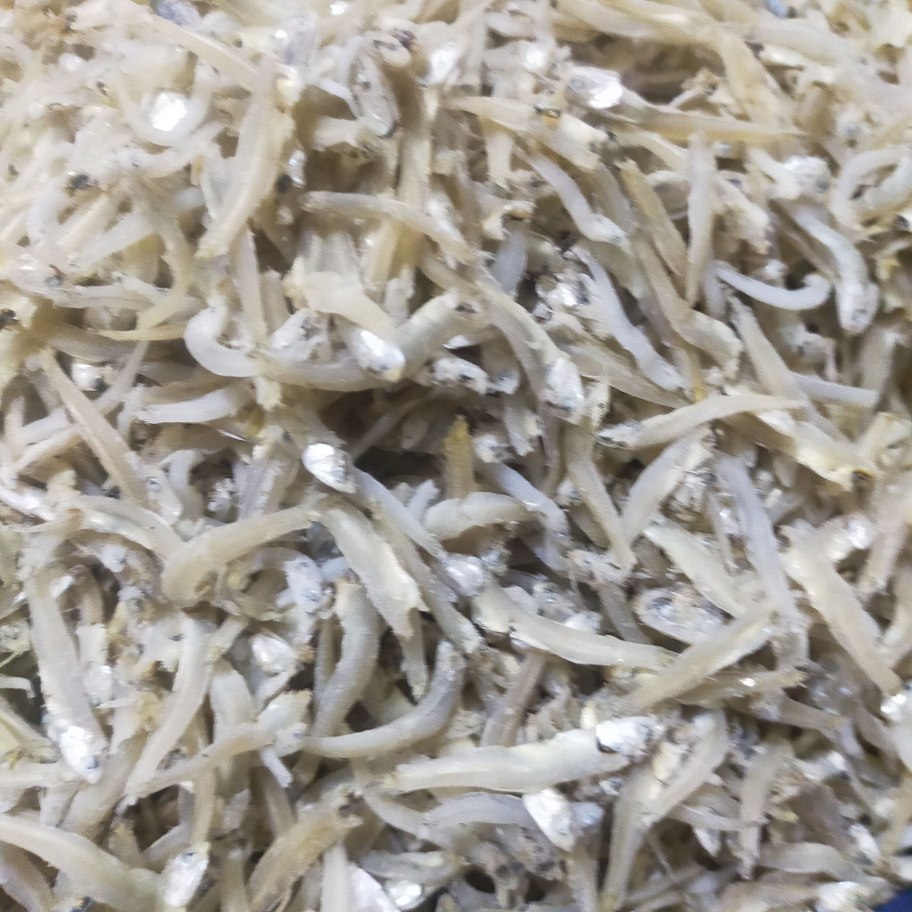 

Ikan Teri Buntiau asli Medan