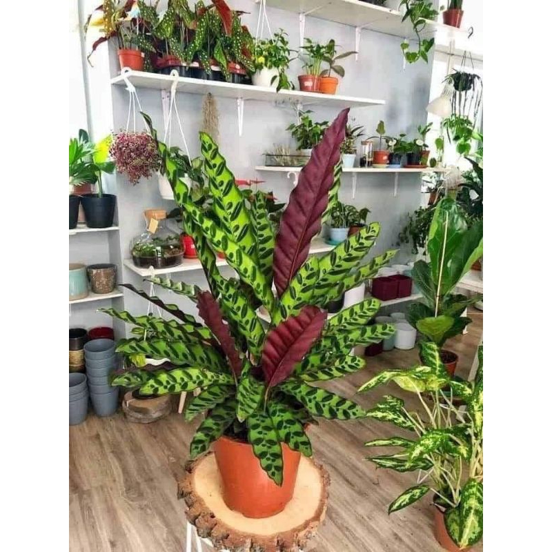 Tanaman Hias Calathea Lancifolia/Bunga Kalatea Bulu Ayam - Tanaman Hidup-Bunga Hidup CHALATHEA KEMBA