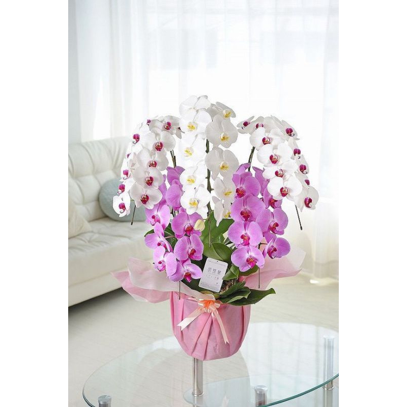 anggrek dendrobium sonia ersakul dewasa