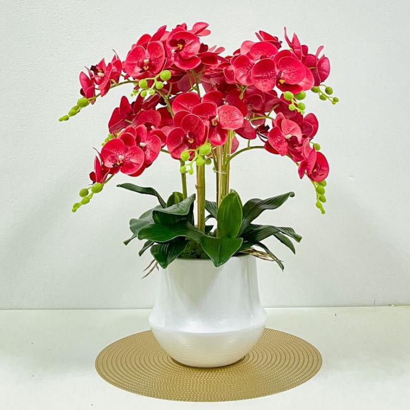 Anggrek dendrobium dewasa - Angrek Heterocarpum