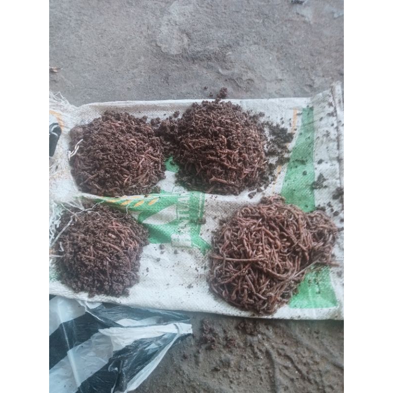 [TERLARIS] CACING SUSU 1/2kg / CACING TANAH / UMPAN CACING