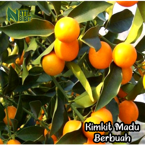 BIBIT JERUK KIMKIT MADU KONDISI BERBUAH LEBAT