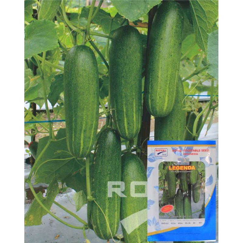 20 Biji Timun Legenda F1 | Benih Timun | Bibit Timun | Benih Timun Unggul