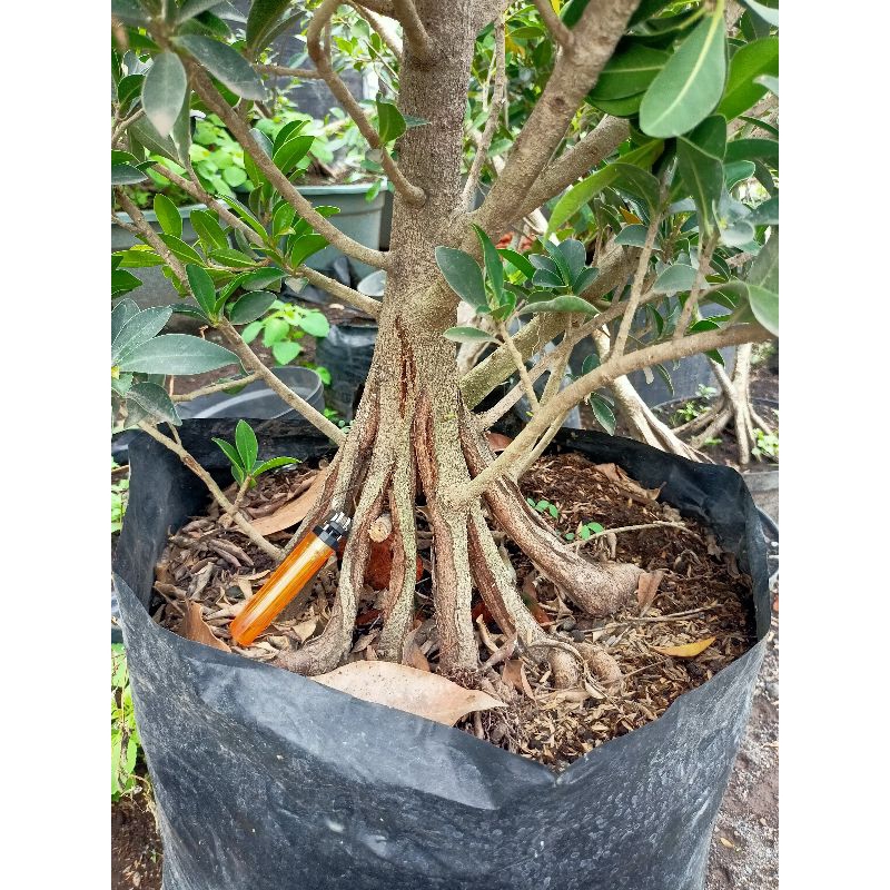 Pecah Batang Ficus Elegan 16