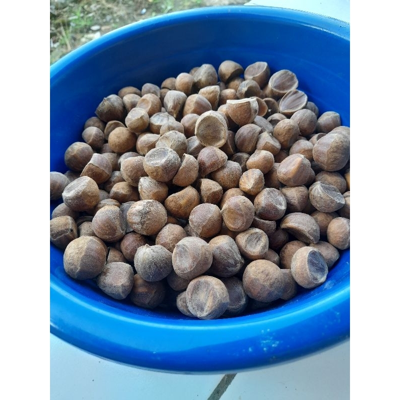 

chestnut/kastanye/saninten