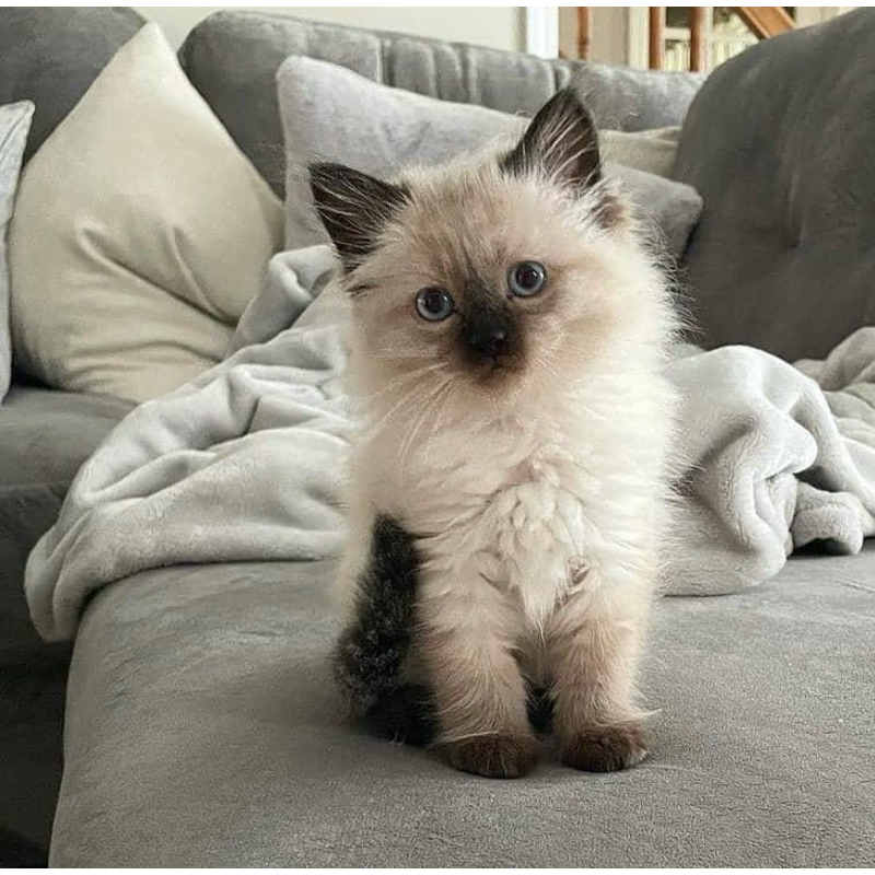 Ragdoll kitten