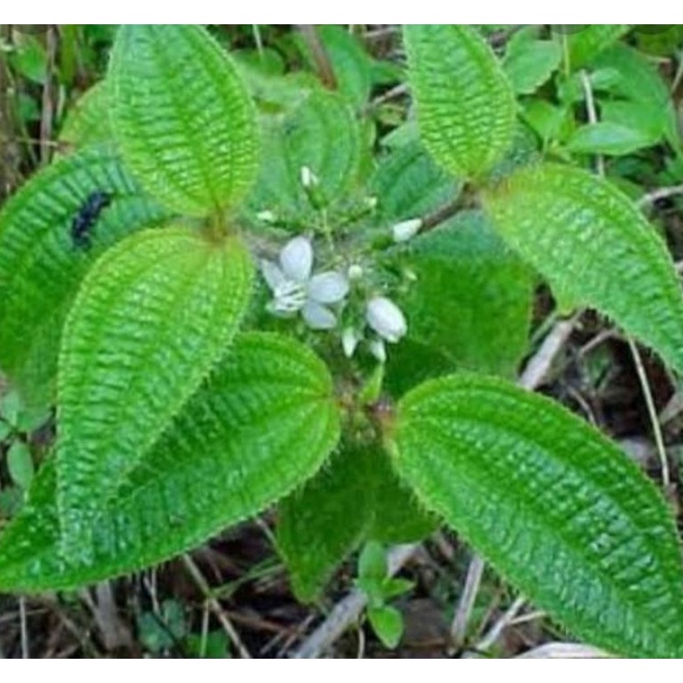 

TIPE CFL5 DAUN SENGGANI SEGAR 1gr SENGGANI BULU HARENDONG