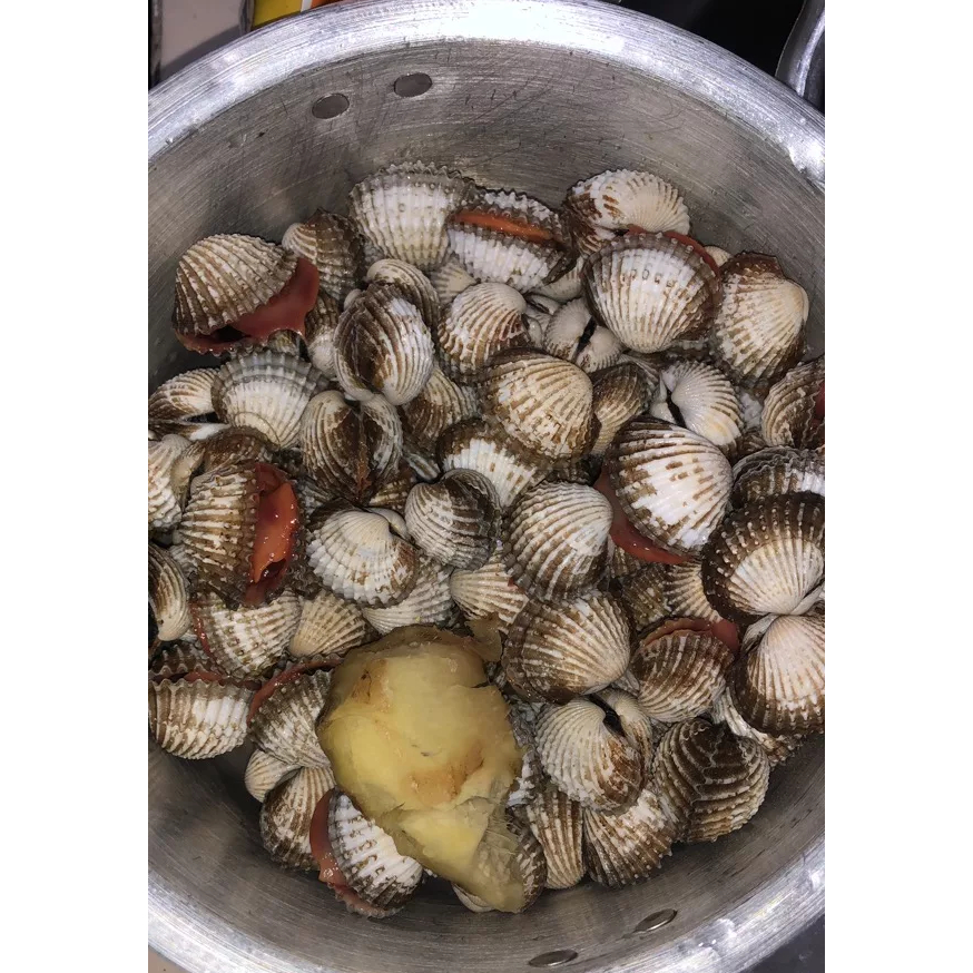 

kerang dara utuh segar 500gr KIRIM INSTANT