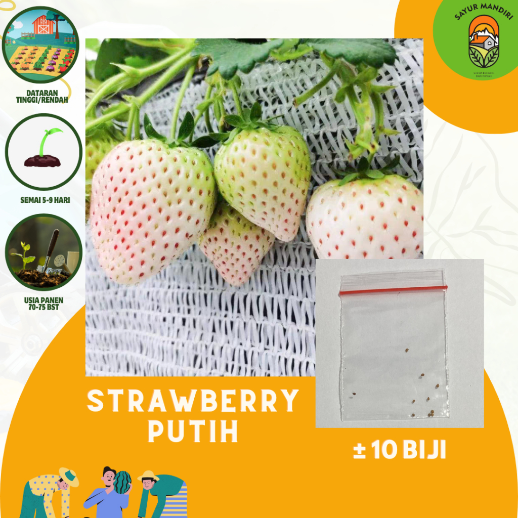 Benih Buah Strawberry Putih Seribuan