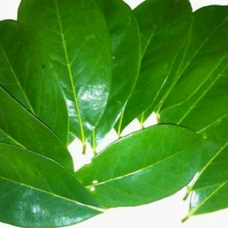 

daun sirsak segar 100 lembar