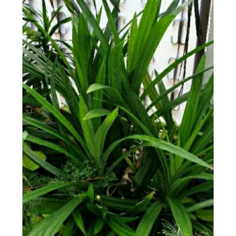 

Daun pandan segar 500gram plus bonus