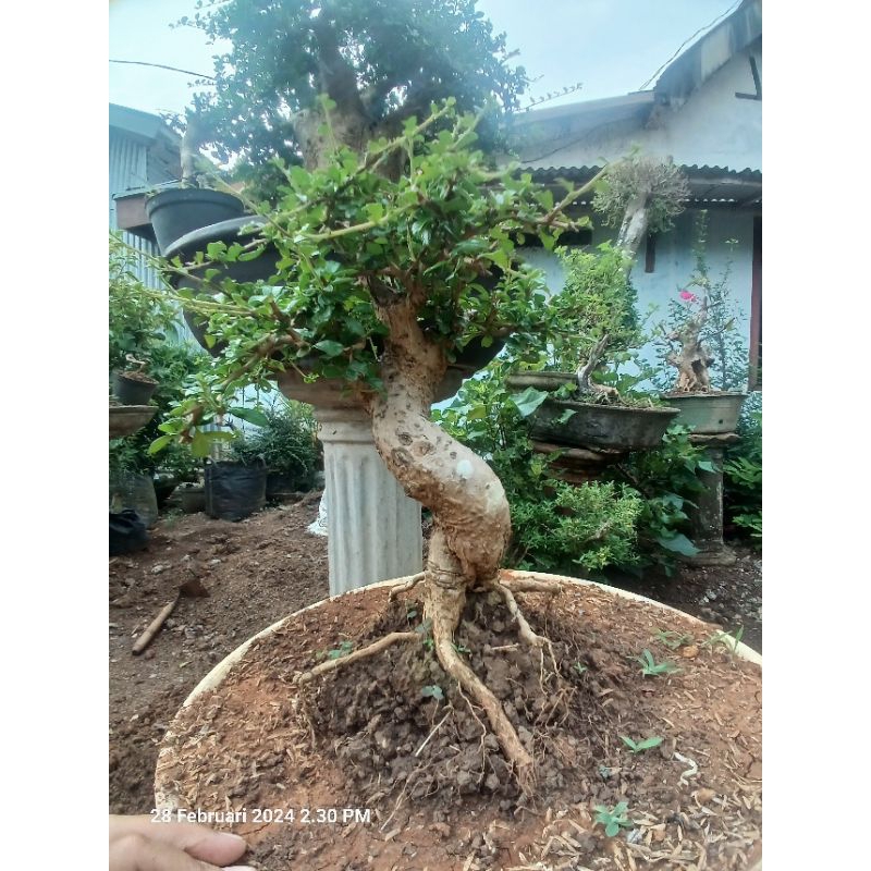 hokianti mikro bahan bonsai