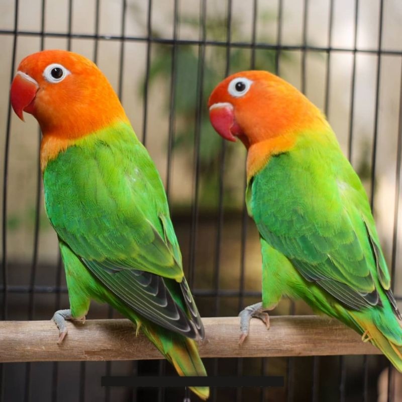 Burung Lovebird Biola Green Rawatan