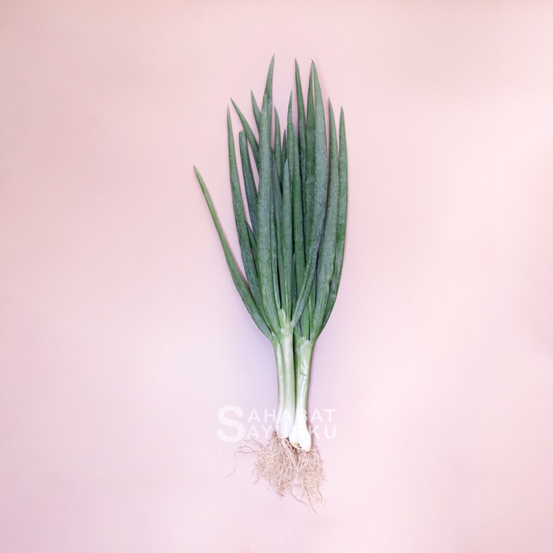 

Daun Bawang / Bawang Daun