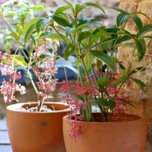 tanaman hias parijoto/tanaman buah parijoto