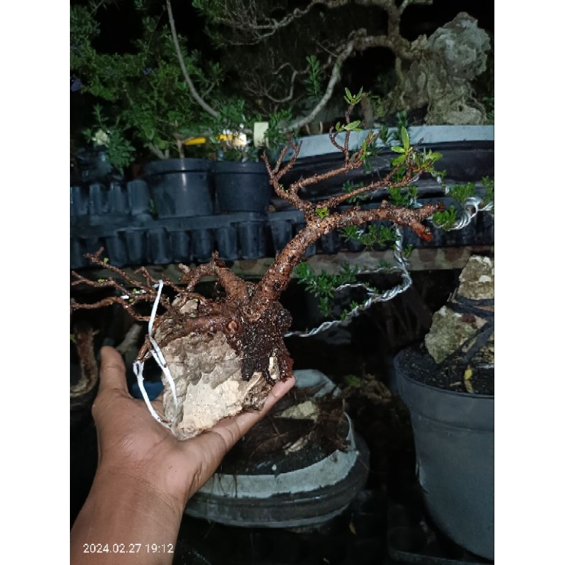 bonsai santigi mame on the rock