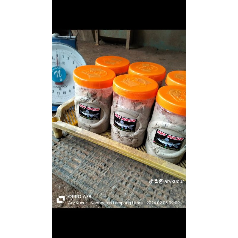 Ary kucur/umpan mancing baung