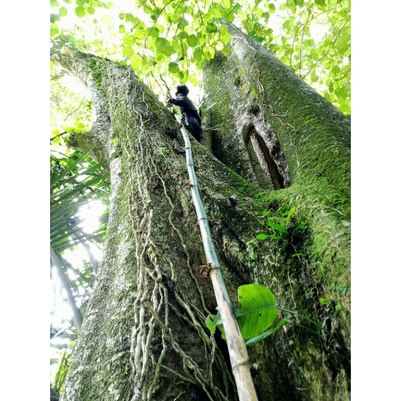 

madu murni lebah apis dorsata