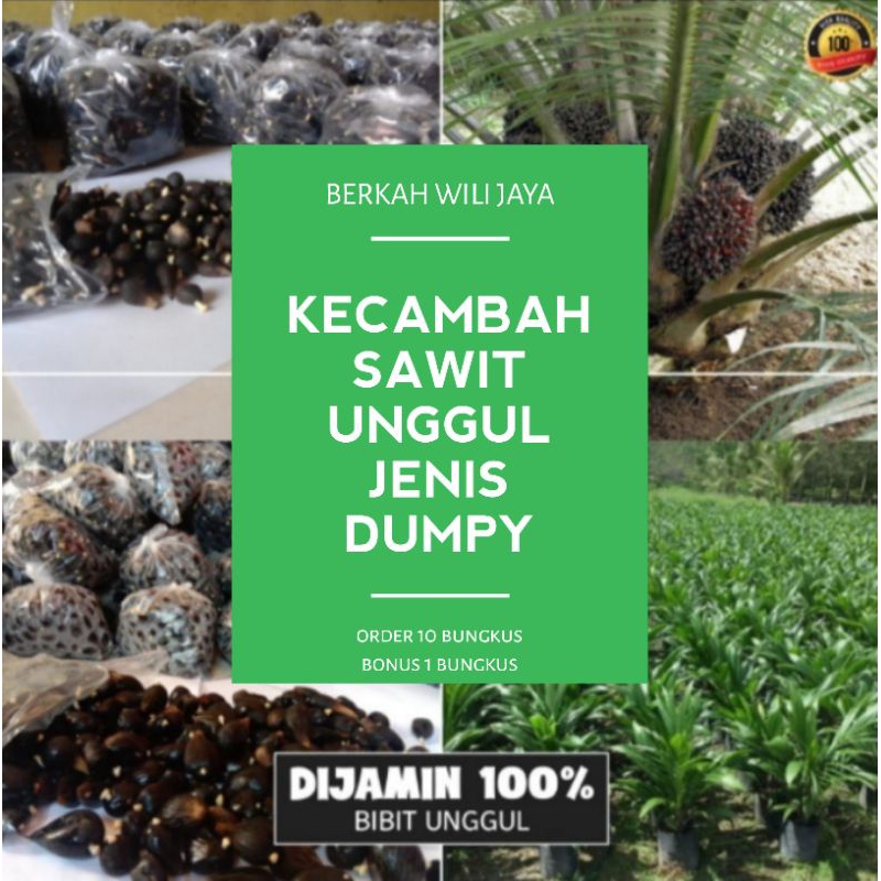 kecambah sawit unggul jenis dumpy non lebel