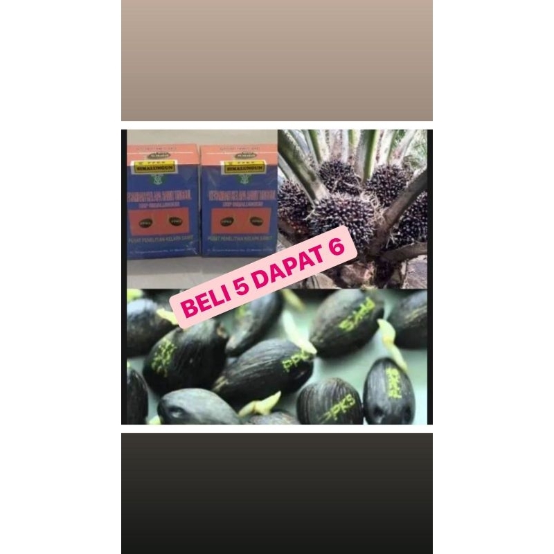 BIBIT kecambah sawit simalunggun