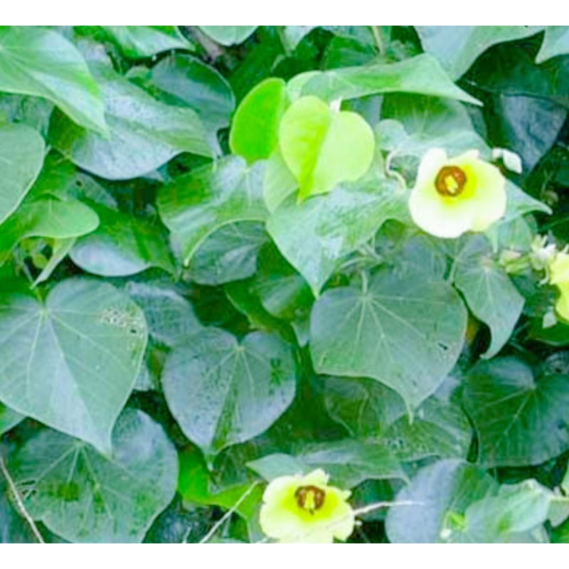 

Daun waru segar di petik saat di order/10 lembar(promo)