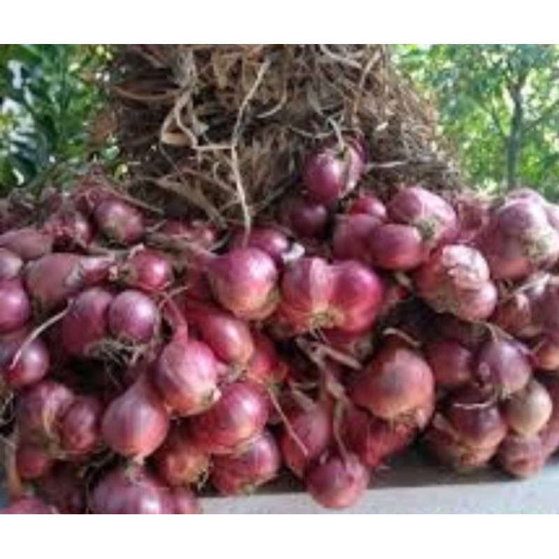 

bibit bawang merah tuktuk
