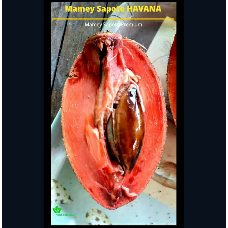 

Buah Segar Mamey Sapote Havana 600-1000gram | Wajib J&T/ JNE