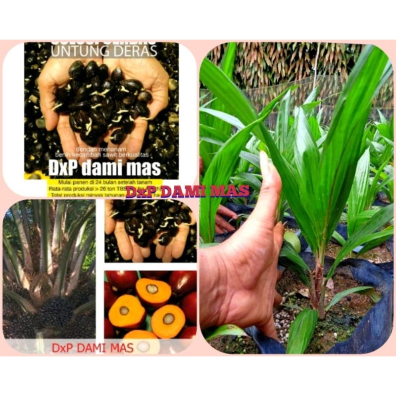 Bibit unggul kecambah sawit DAMIMAS
