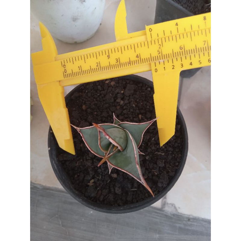 Sansivera pinguin var srit