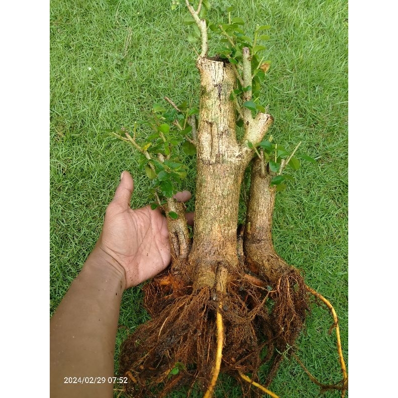 Bahan Bonsai Dongkelan Sisir akar kuning prospek formal