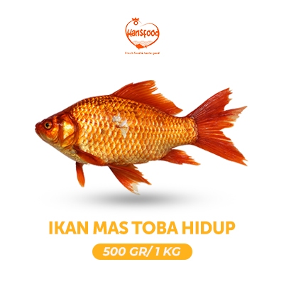 

Ikan Mas Toba Hidup 500 gr & 1 kg