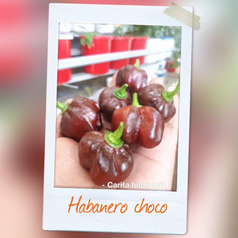 

Jual cabe import habanero choco (biji)
